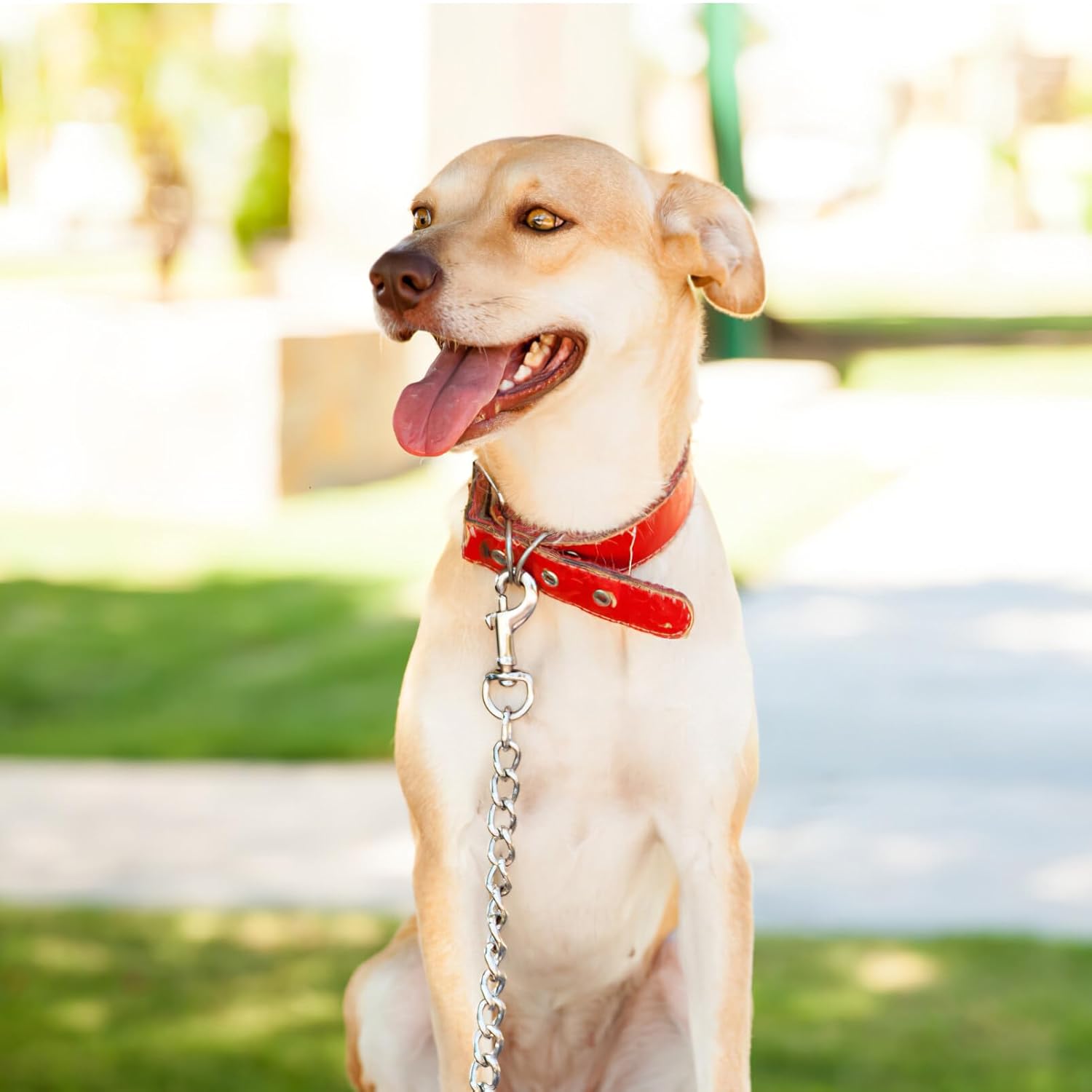24-Piece Trigger Snaps for Dog Leashes More