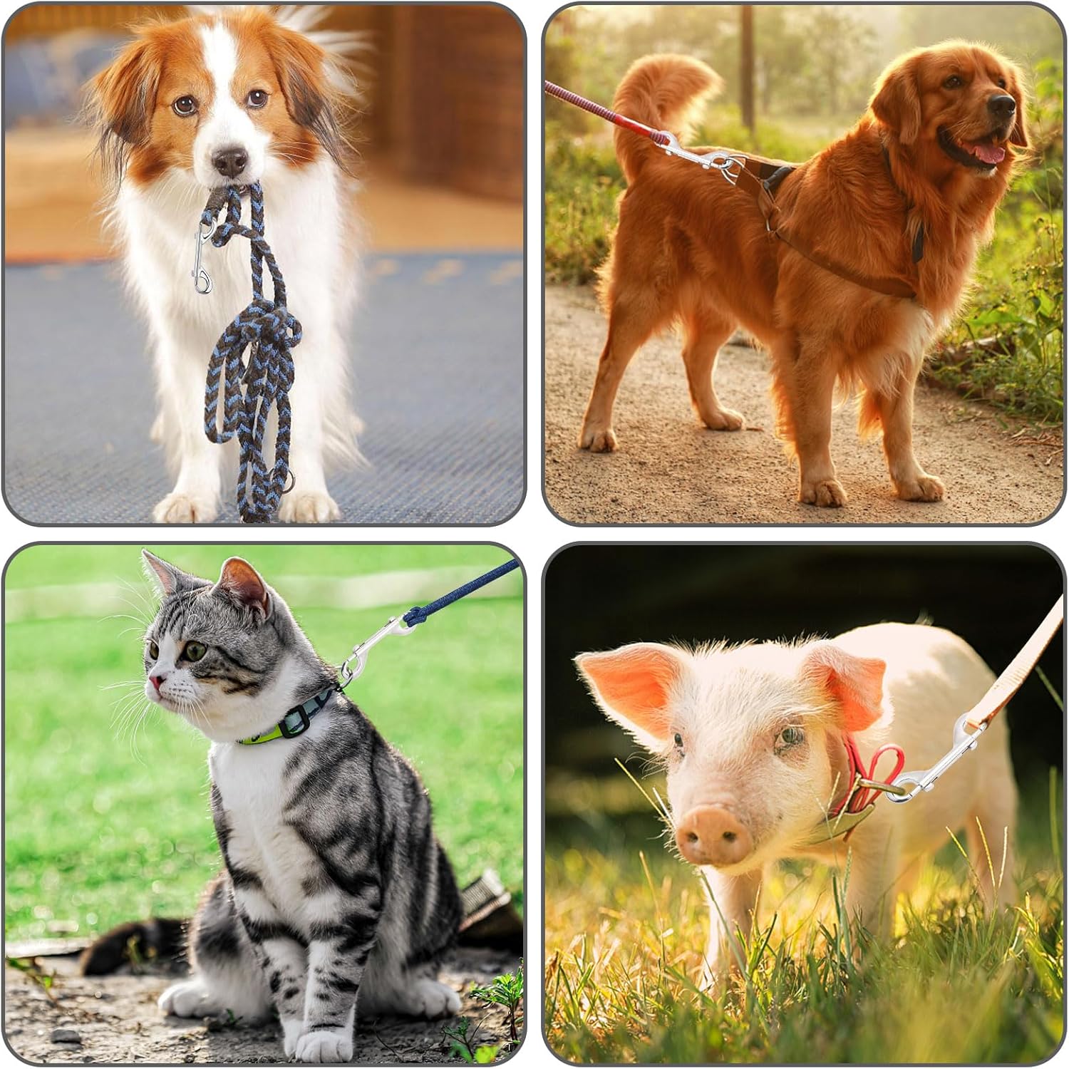 ERKOON Double-E Easy-Opening Heavy-Duty Pet and Hobby Snaps